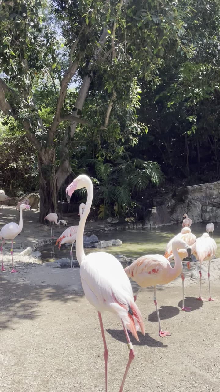 Video review of Los Angeles Zoo & Botanical Gardens