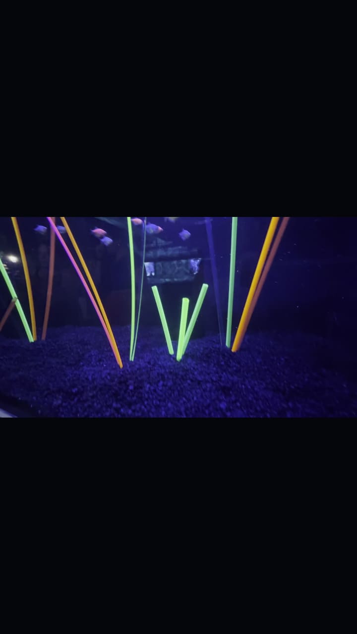 Video review of Clearwater Marine Aquarium