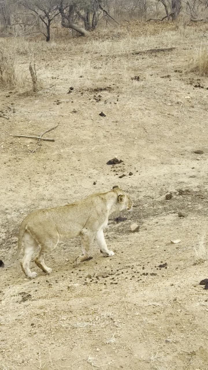 Video review of Kapama Southern Camp