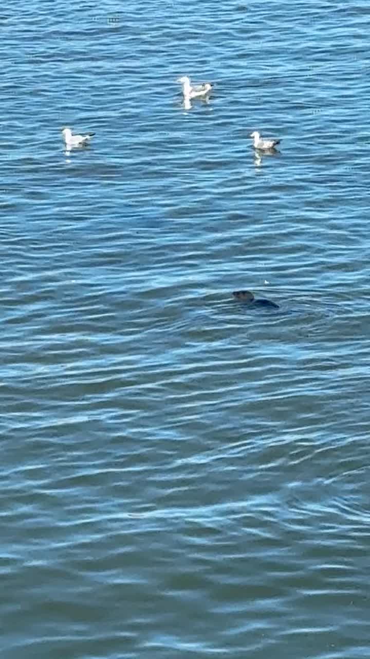 Video review of Santa Cruz Main Beach