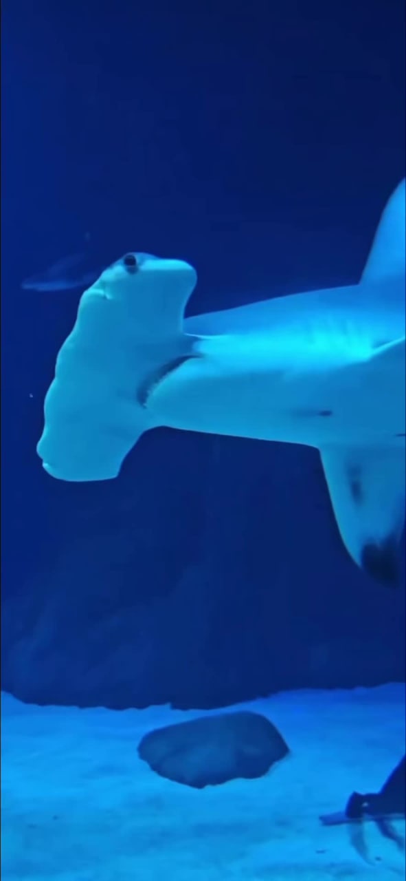 Video review of The Grand Aquarium (海洋奇觀)