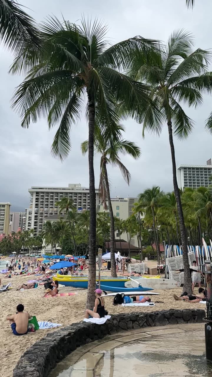 Huge Banyan Tree On The Beach