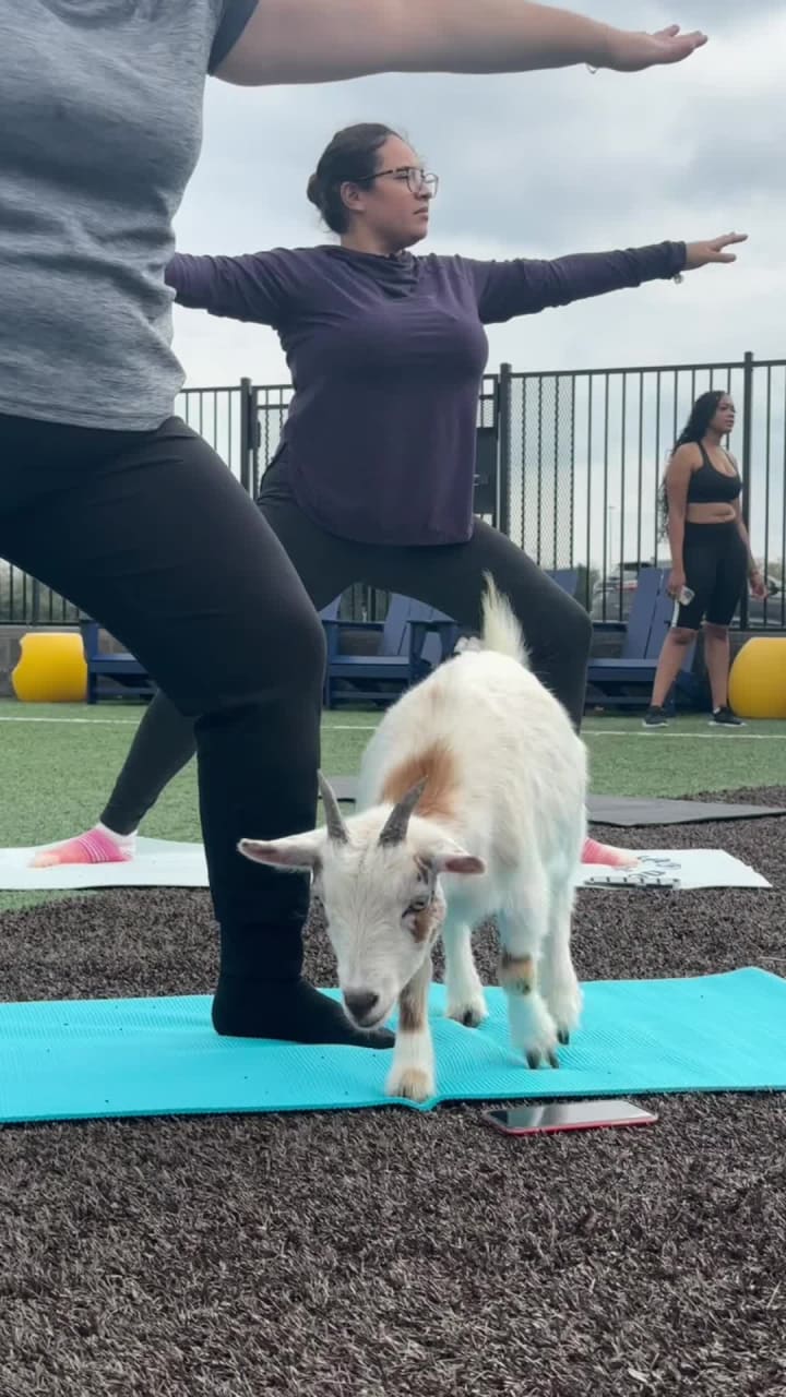 Goat Yoga Houston