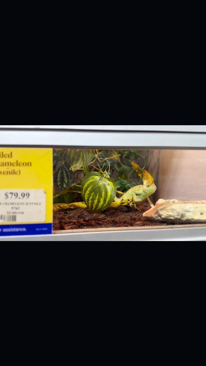 Moe's Southwest Grill