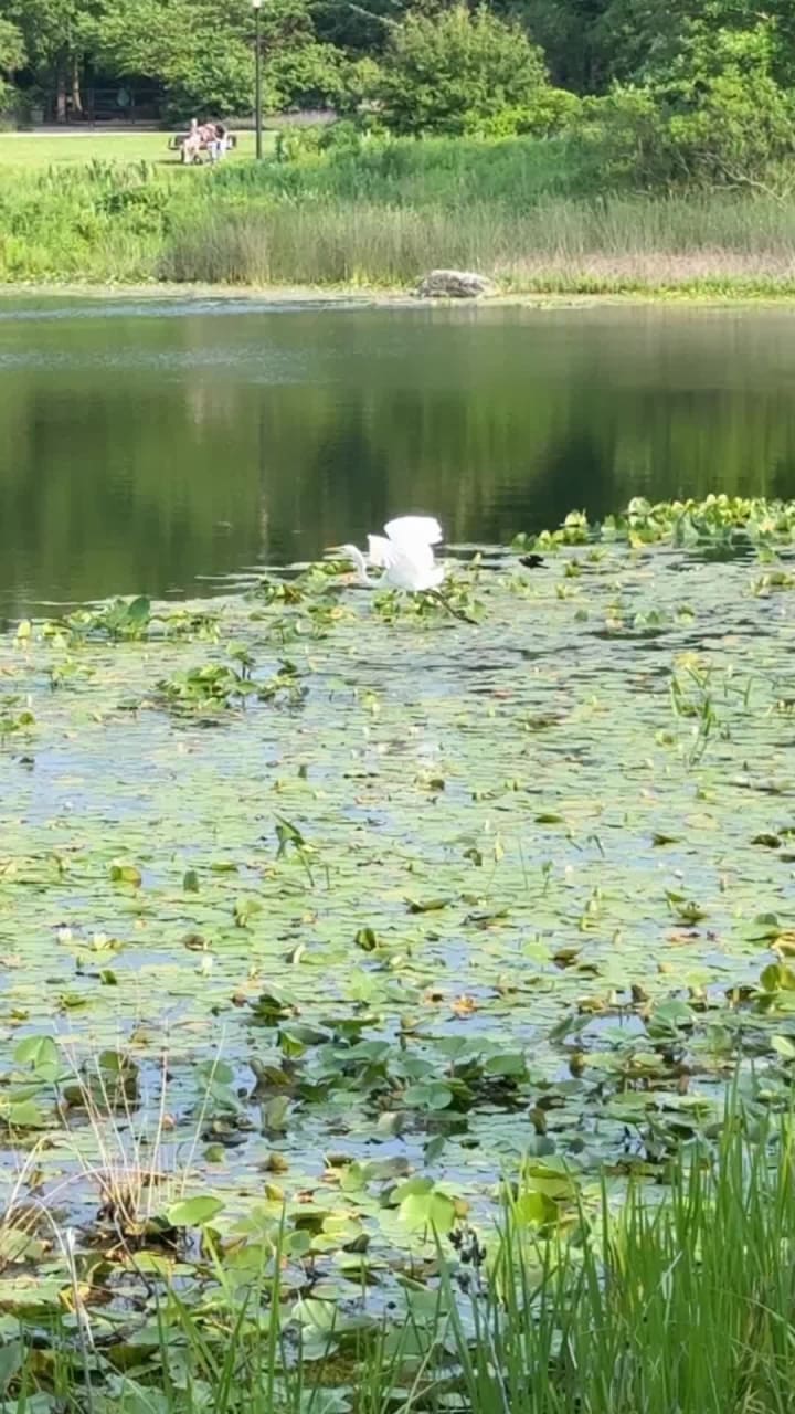 The Morton Arboretum