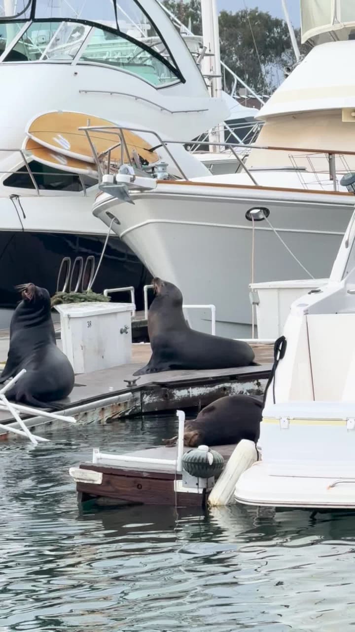 Video review of Wind & Sea Restaurant