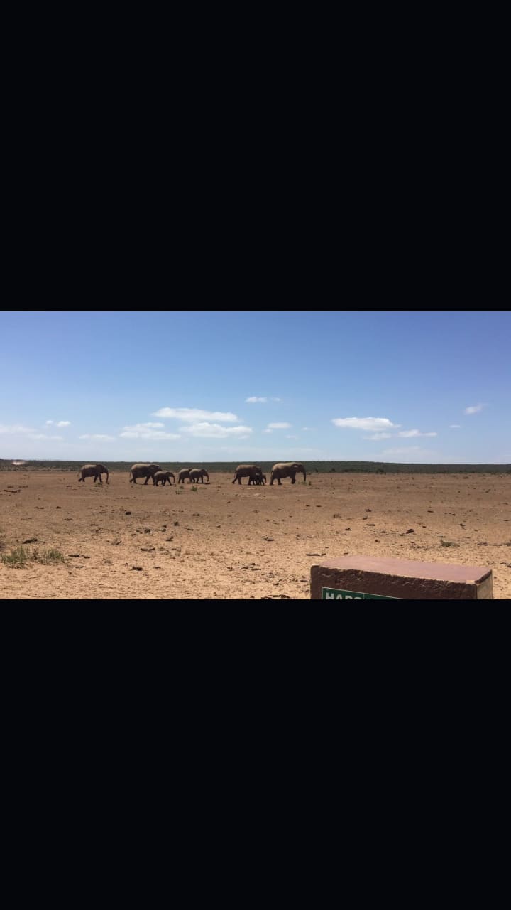 Addo Elephant National Park