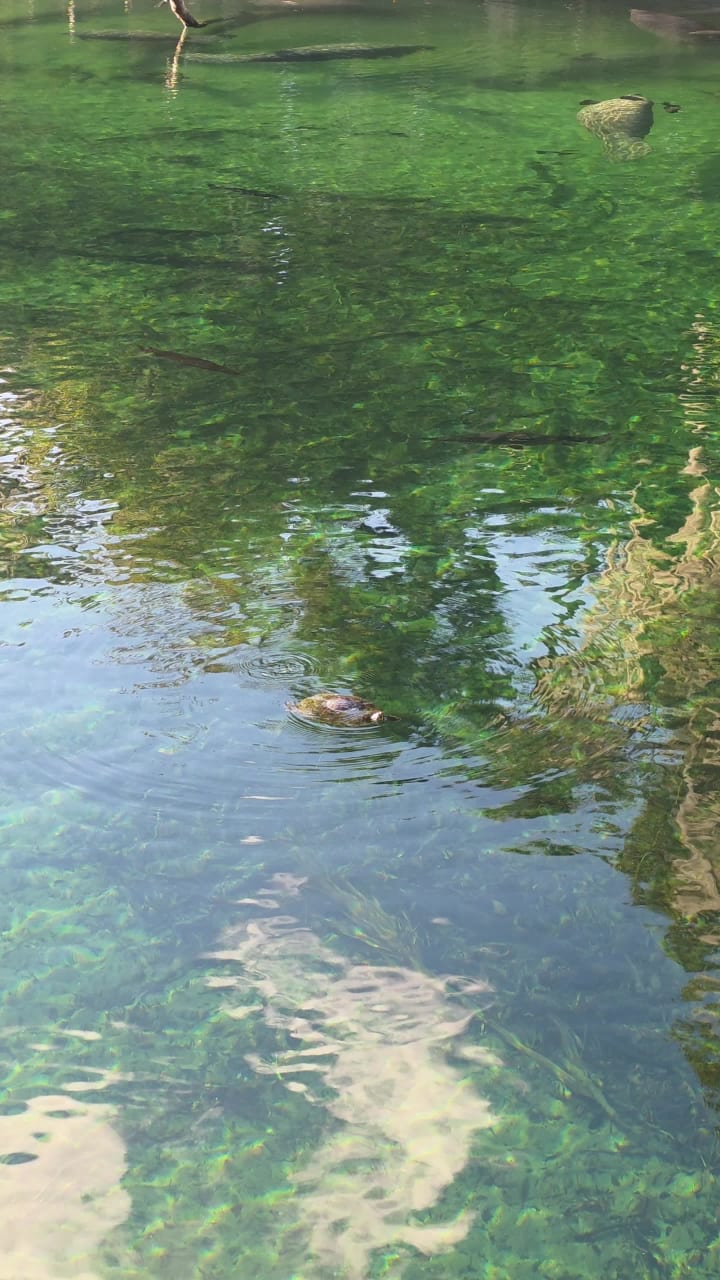 Video review of Blue Springs Swimming Dock