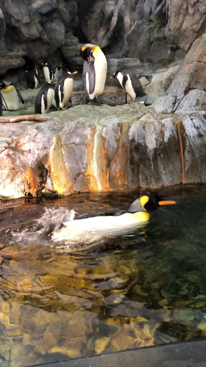 Video review of Saint Louis Zoo