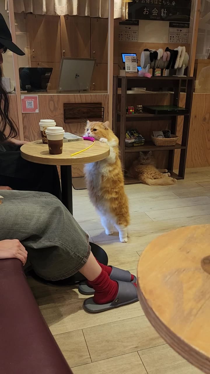 Cat cafe MoCHA (猫カフェ MOCHA)