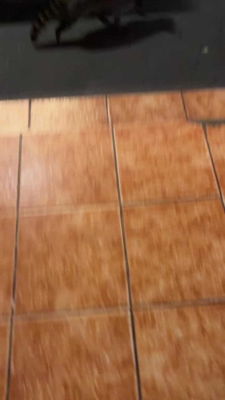 Taqueria los mapaches