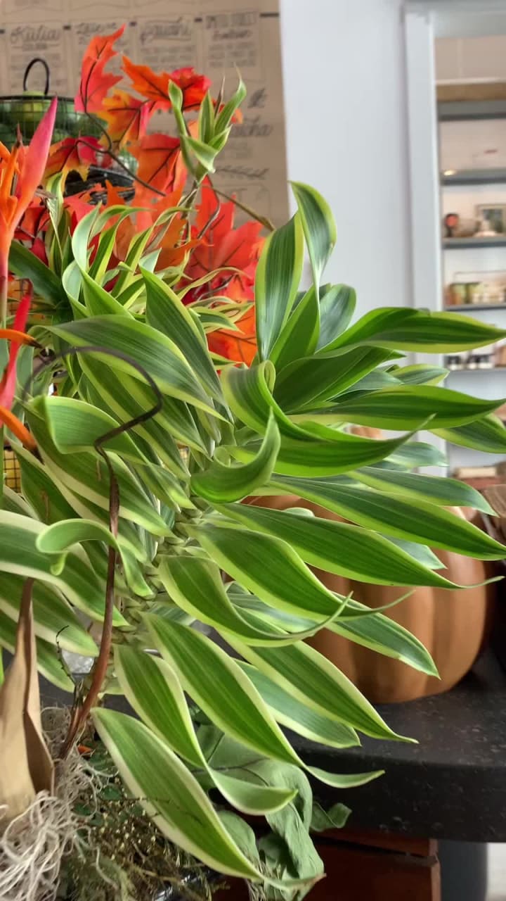 Pō’ai By Pono Potions