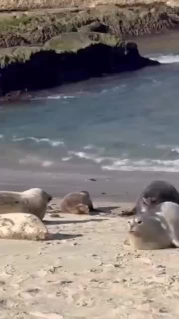 Video review of Children's Pool Beach