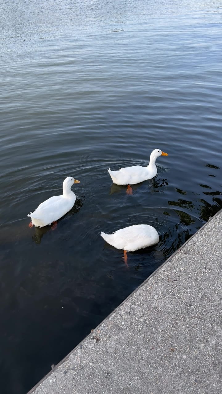Video review of Lincoln Park Lake