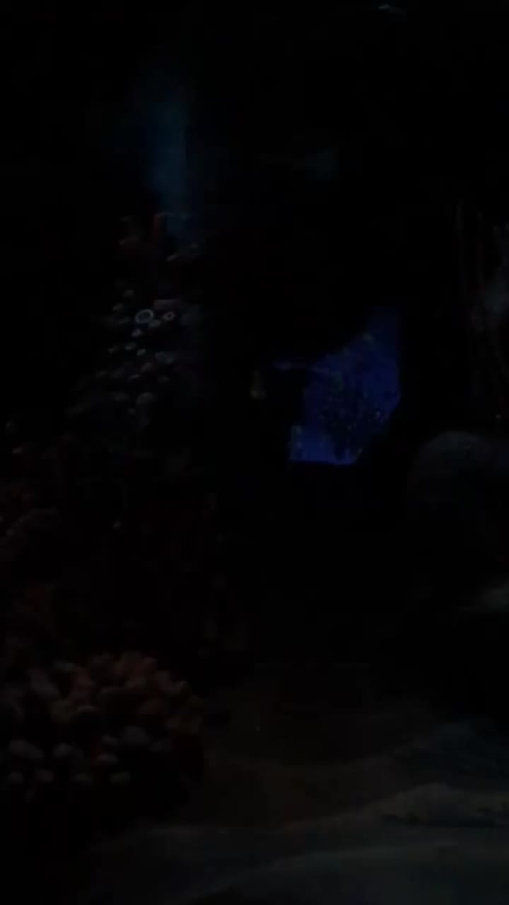 Video review of Tokyo Disneyland (東京ディズニーランド)