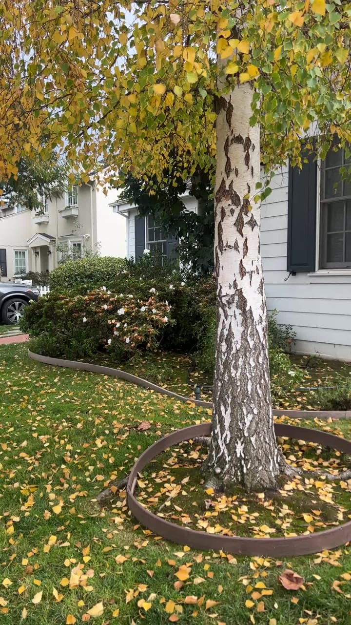 Video review of Washington Park