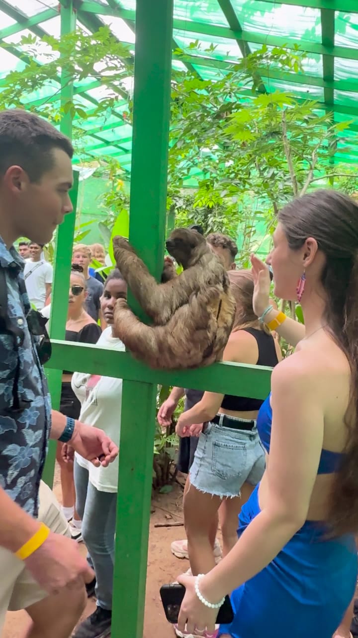 Daniel Johnson's Monkey and Sloth Hangout