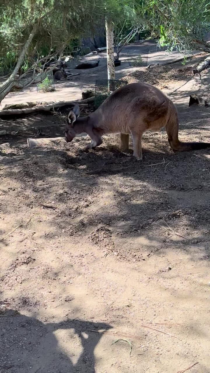 San Diego Zoo Safari Park