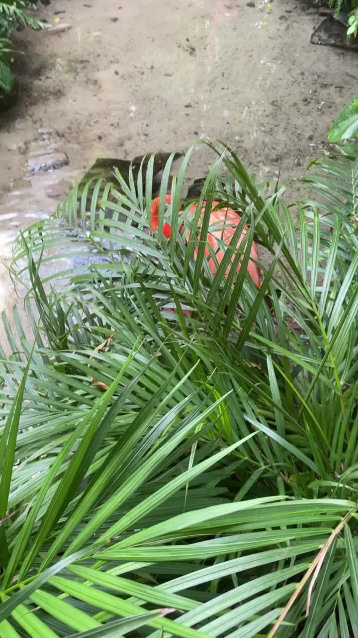 Key West Butterfly & Nature Conservatory