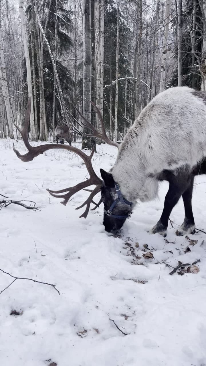 Running Reindeer Ranch