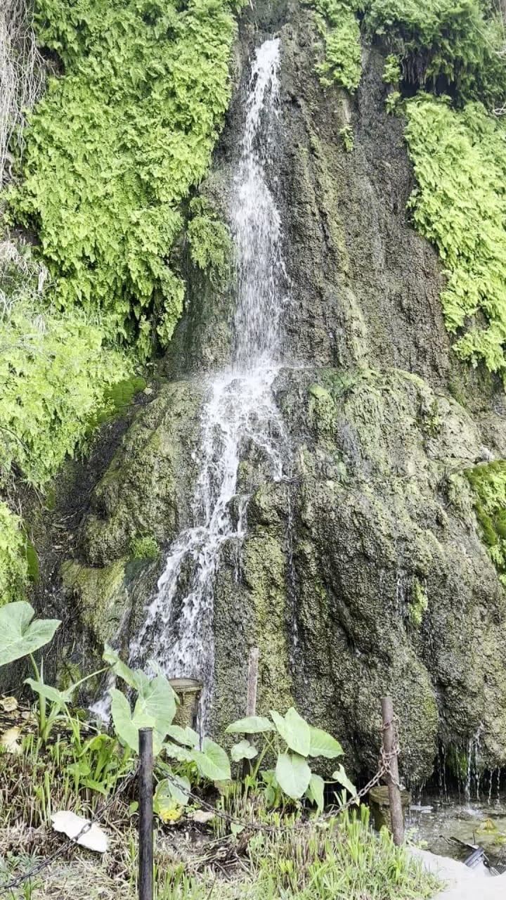 Video review of Japanese Tea Gardens