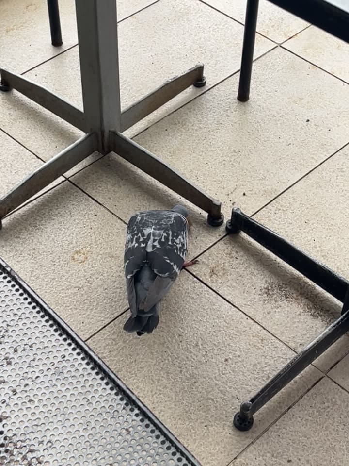 Video review of Buon Giorno! Caffe & Bistro