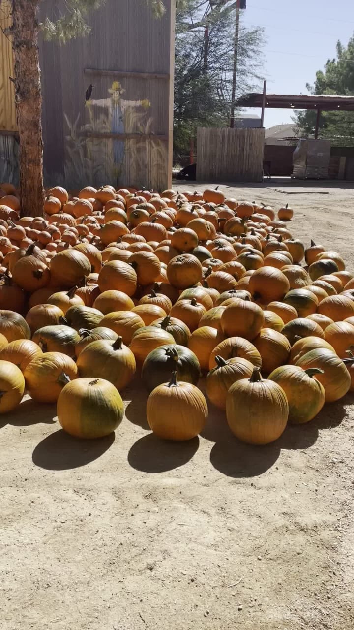 Video review of Schnepf Farms