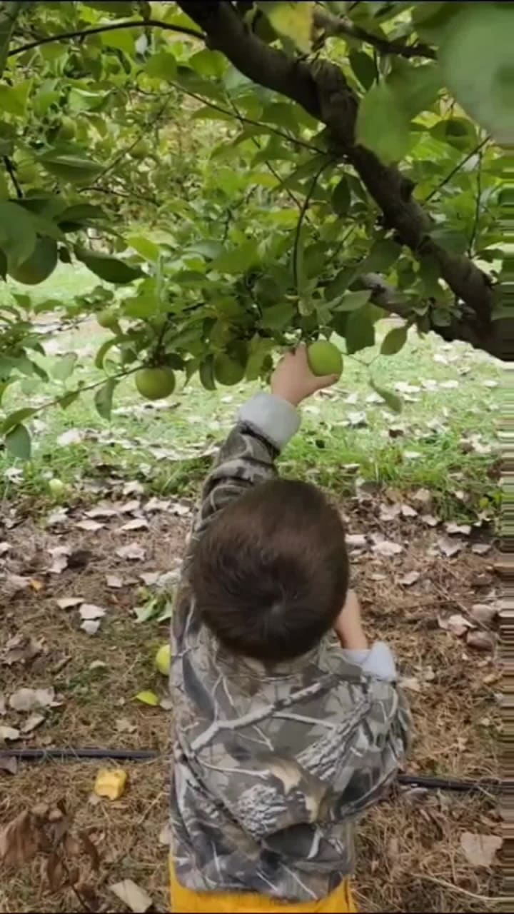 Cook's Apple Orchard