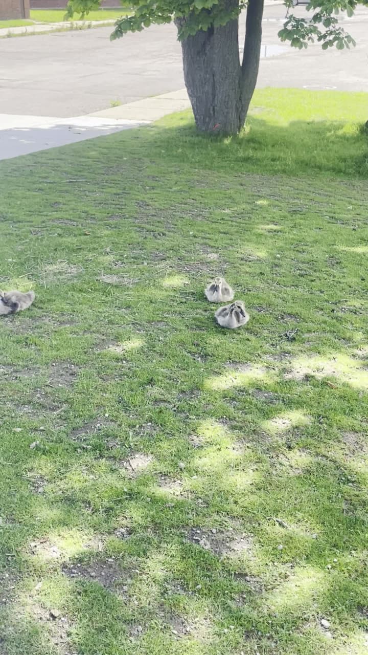 Video review of Belle Isle Park