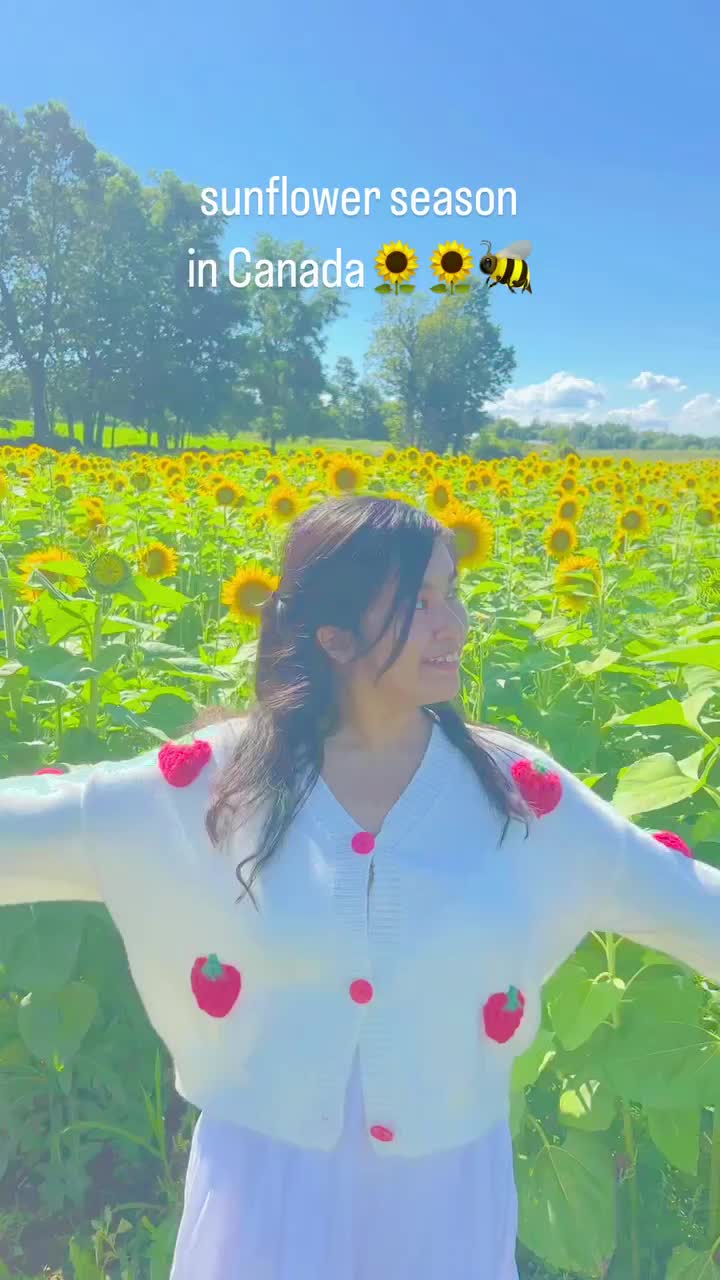 Sunrise sunflower farm