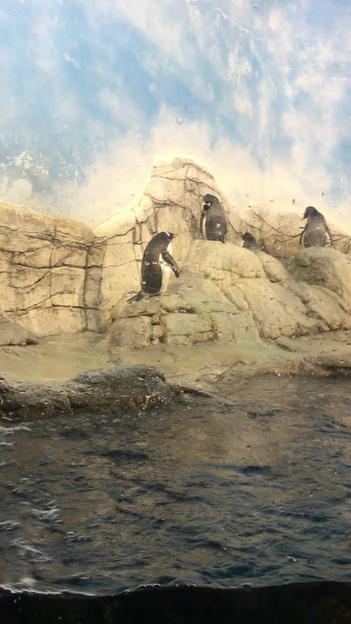 Video review of Indianapolis Zoo