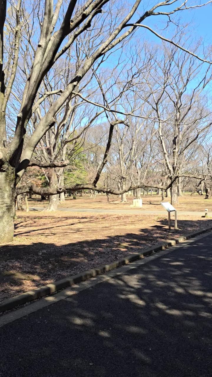 Video review of Yoyogi Park (代々木公園)