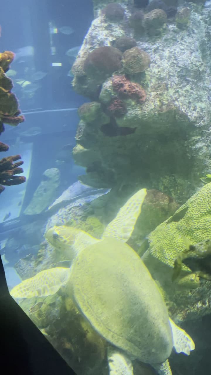 New England Aquarium