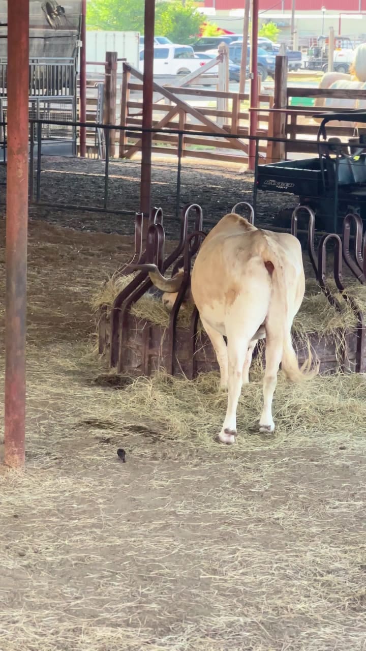 Video review of Caterina’s