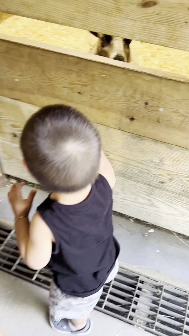 Video review of Prospect Park Zoo