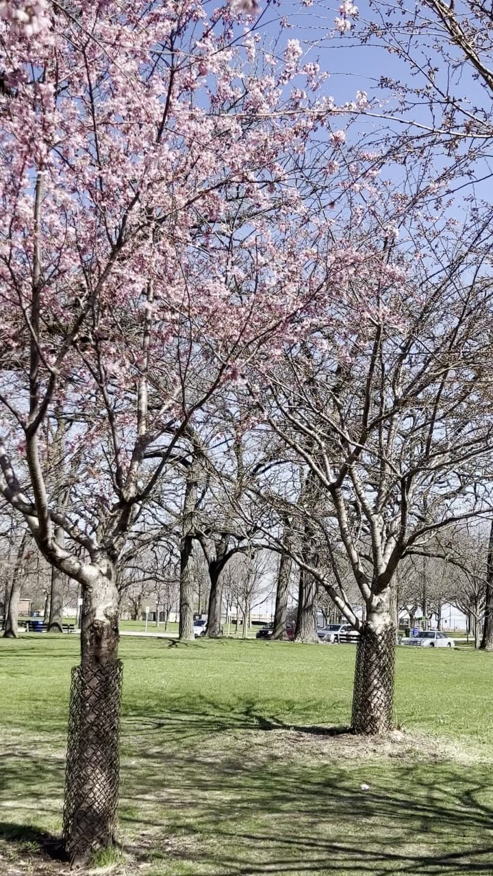 Video review of Jackson Park