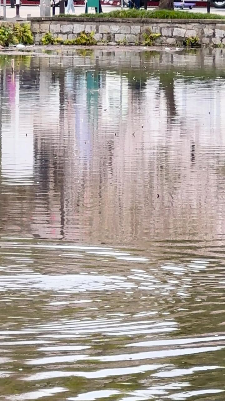 Video review of Shinobazu Pond (不忍池)