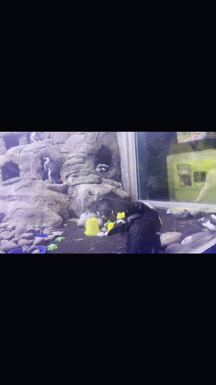 Ripley's Aquarium of the Smokies