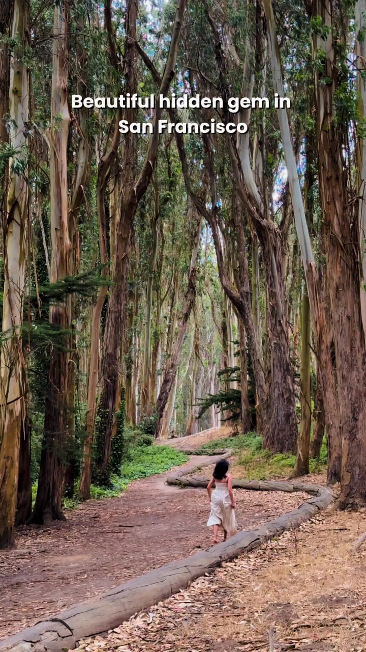 Wood Line by Andy Goldsworthy