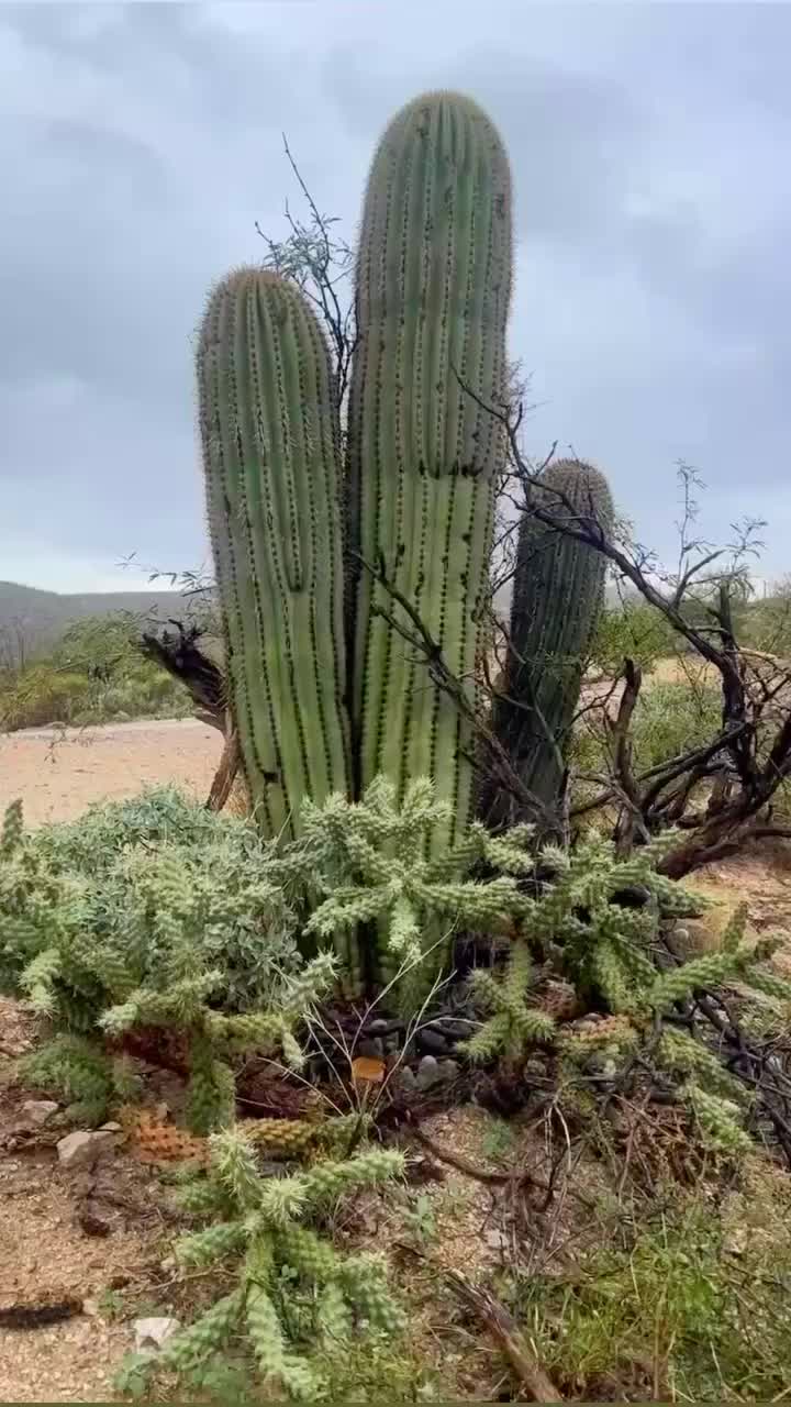 Saguaro National Park West