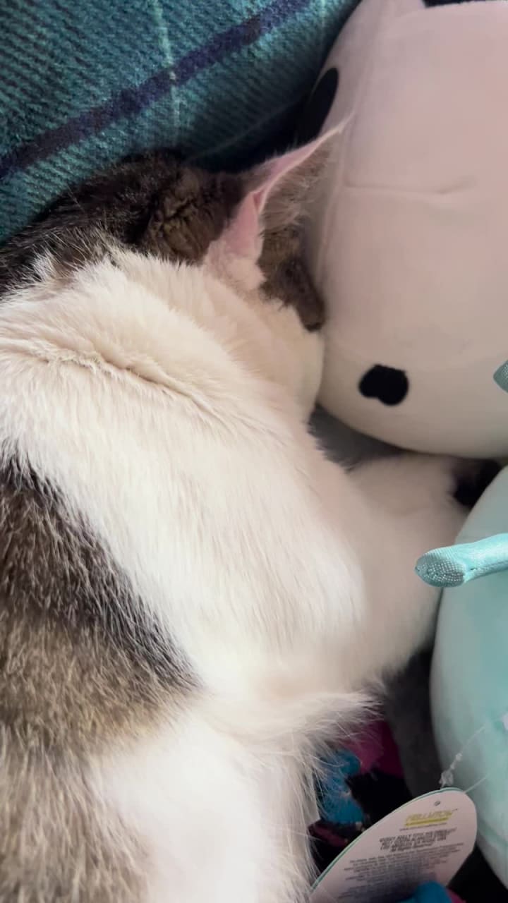 Olive's Country Store & Cafe