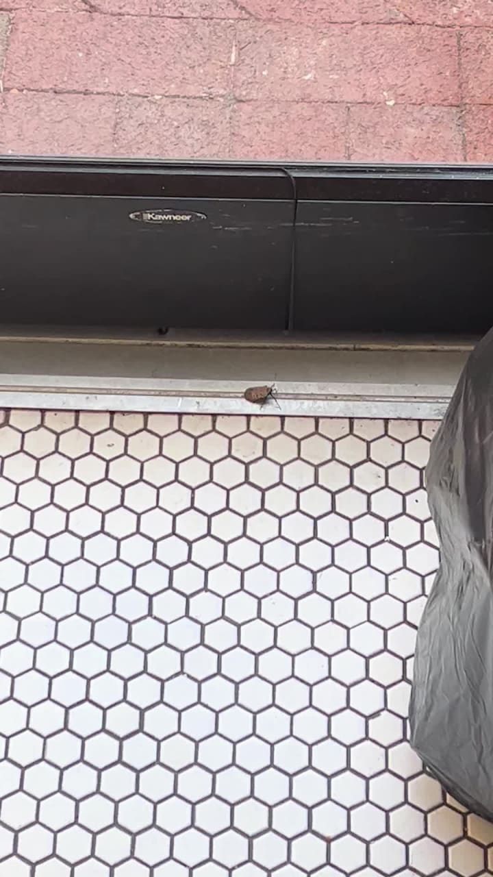 Video review of Tatte