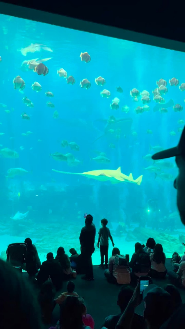 Georgia Aquarium
