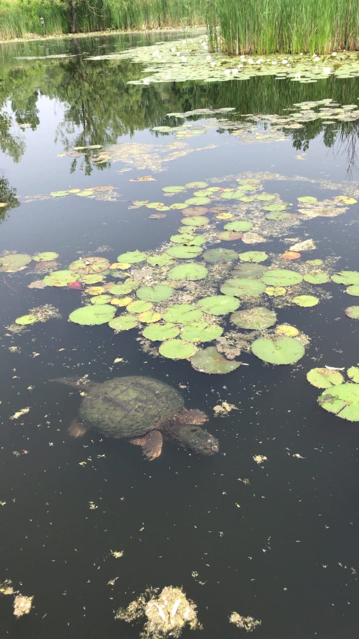 Video review of Evergreen Brick Works