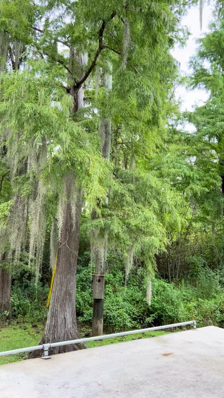 Video review of Cajun Encounters Swamp Tour