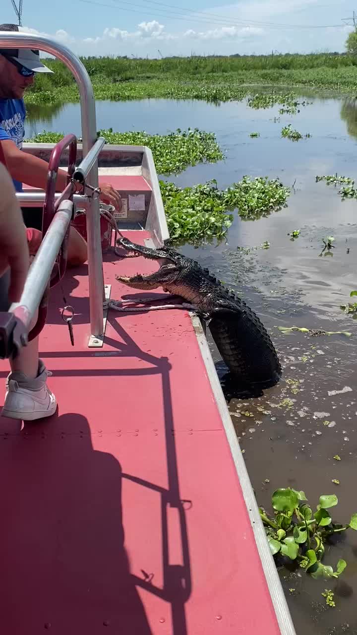 Bayou Swamp Tours
