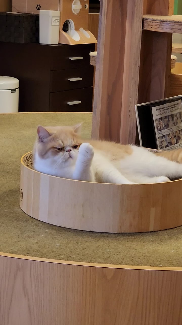 Cat cafe MoCHA (猫カフェ MOCHA)