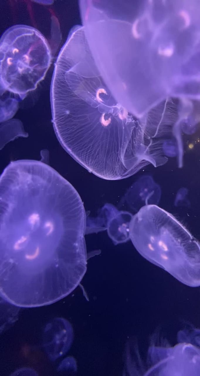 South Carolina Aquarium