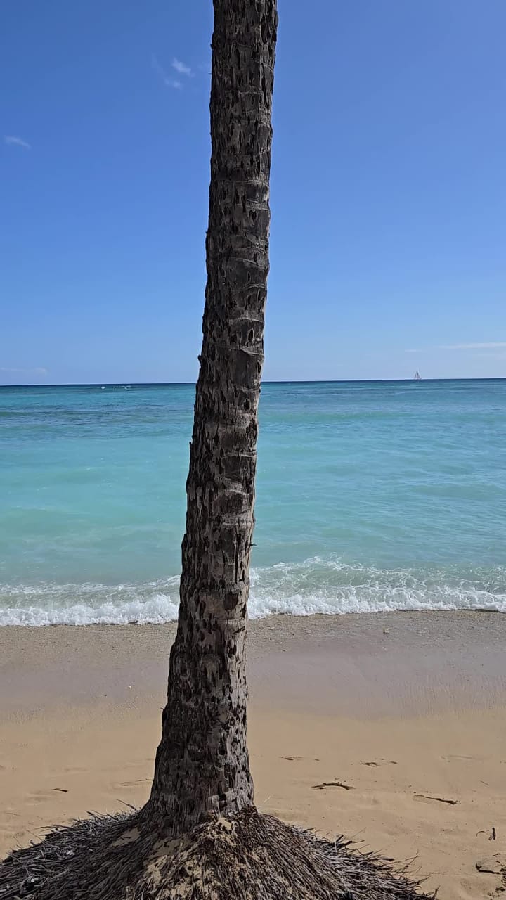 Video review of Monkeypod Kitchen by Merriman