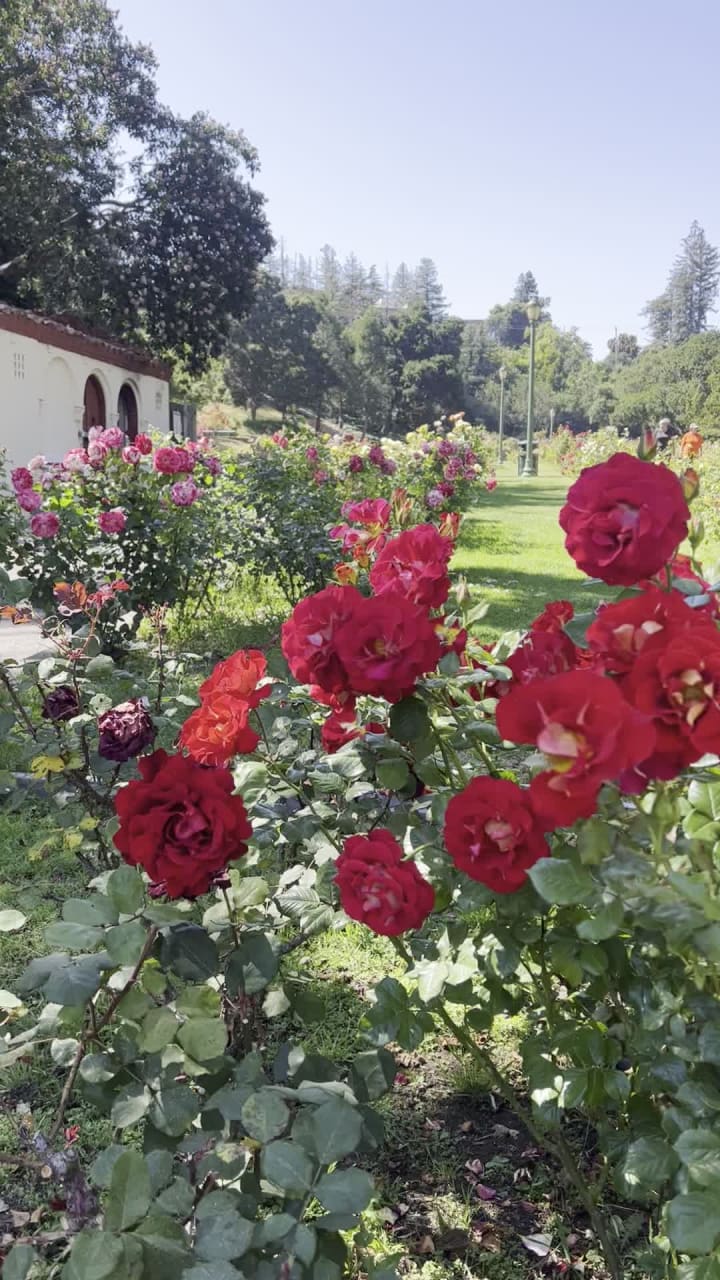 Video review of Morcom Rose Garden